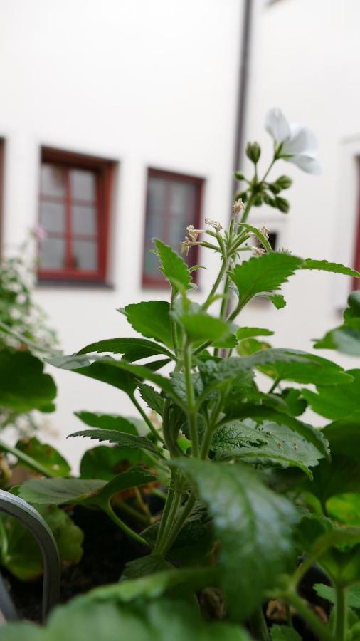 Pirna Altstadtgefluester Exteriör bild